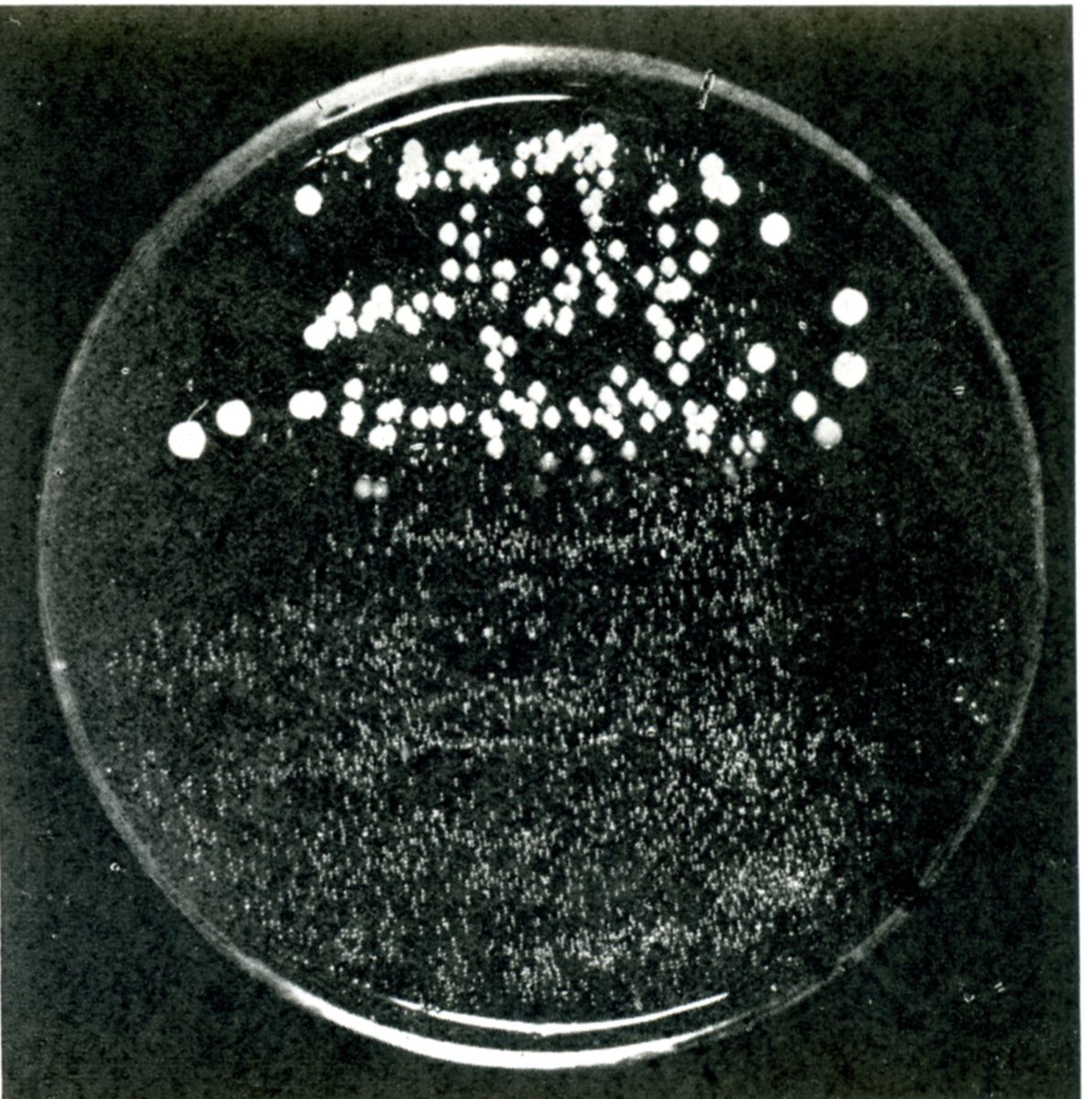Esperienze sull'azione batteriostatica della penicillina