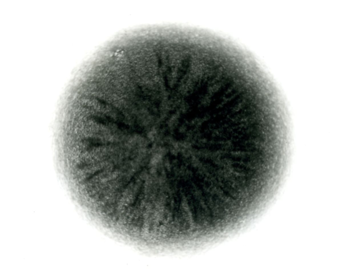 Amoebobacter morrhuae - colonia vecchia