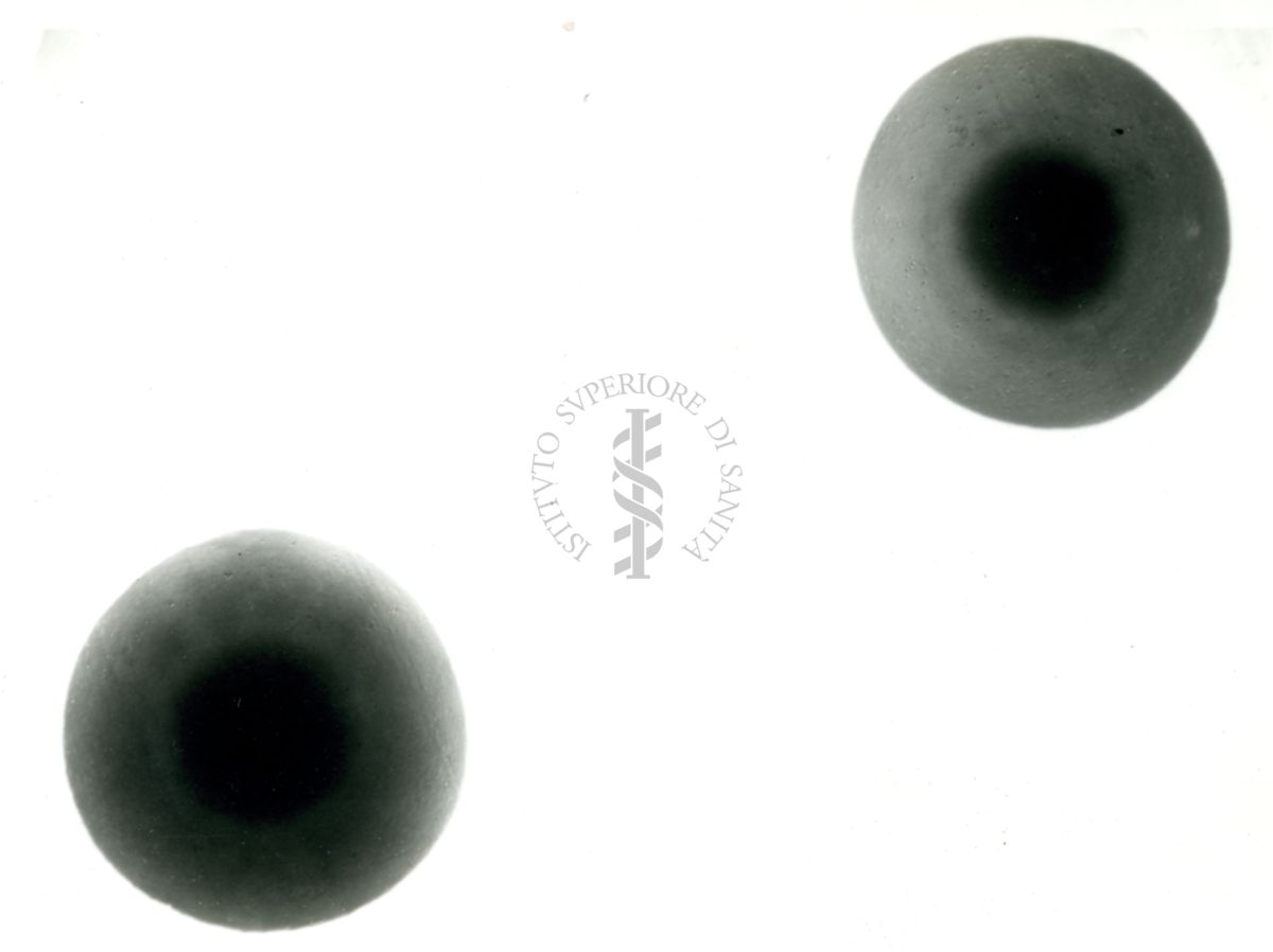 Micrococcus gradidarum - colonie su agar