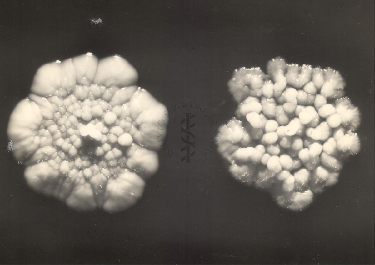 Immagine al microscopio di colonie di vario tipo di Cow 70