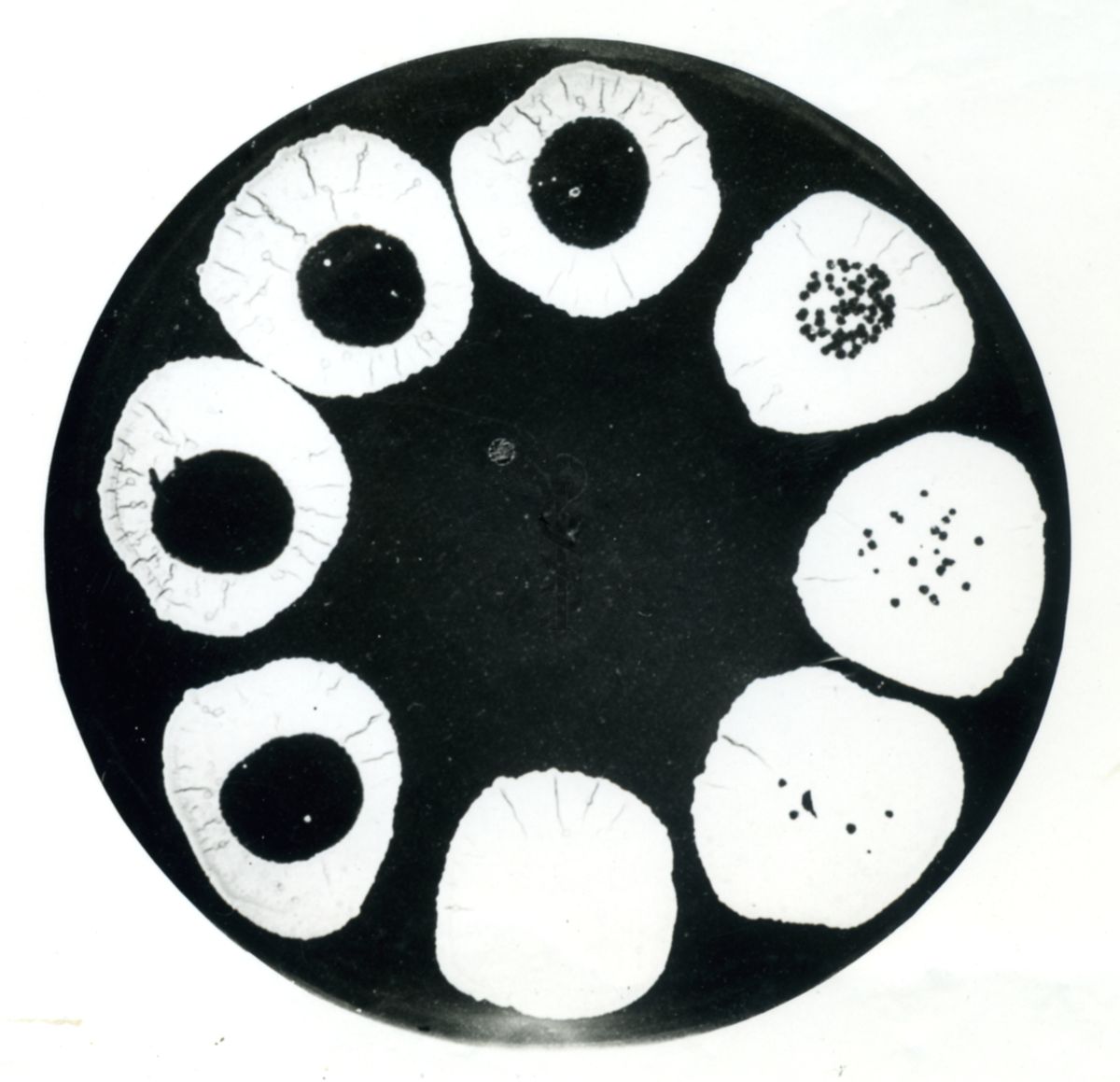 Immagine al microscopico di Titolazione fagica