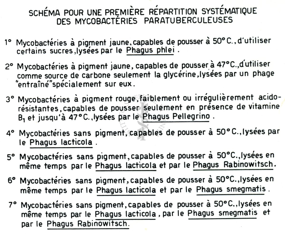 Tavola che illustra lo schema per una prima preparazione sistematica dei micobatteri paratubercolari