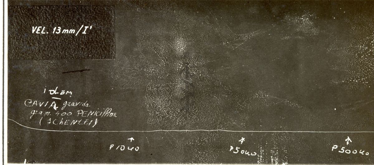 Grafico riguardante il corno uterino di una cavia, trattato con la Penicillina