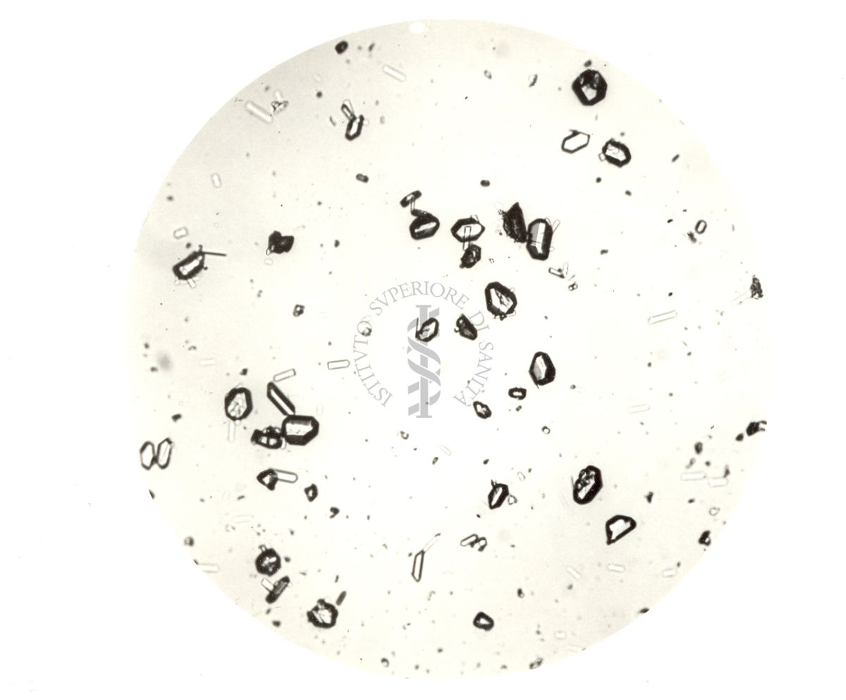 Cristalli di Penicillina procaina