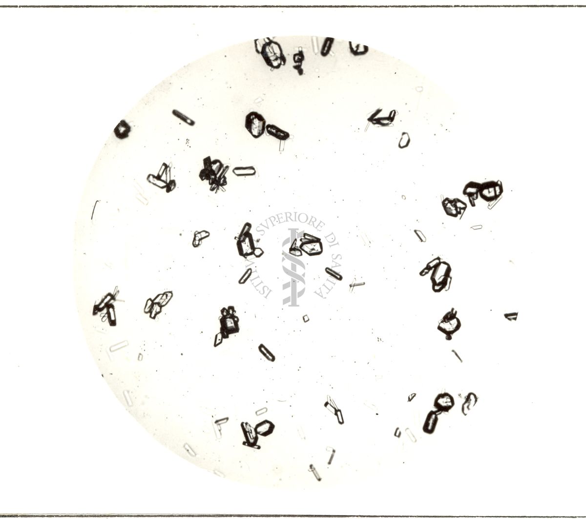 Cristalli di Penicillina procaina