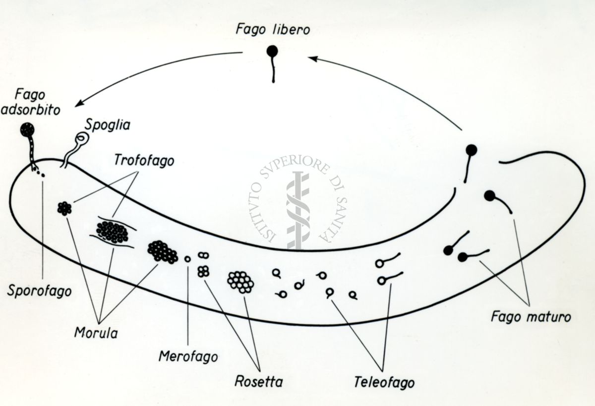 Grafico che mostra il Ciclo di sviluppo dei fagi