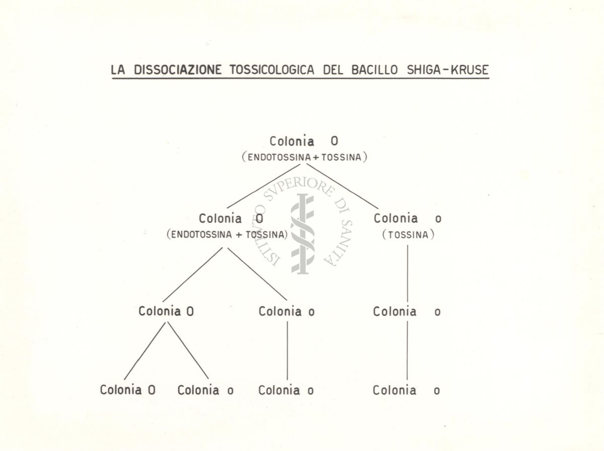 Grafico sula dissociazione tossicologica del bacillo Shiga-Kruse