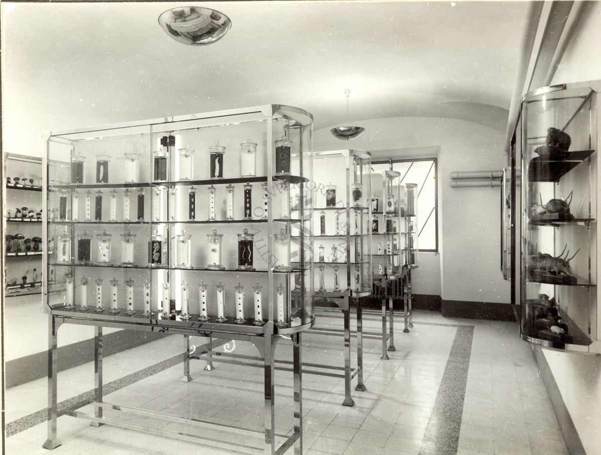Oggetti e strumenti del laboratorio di Parassitologia nel Museo dell'Istituto di Sanità Pubblica