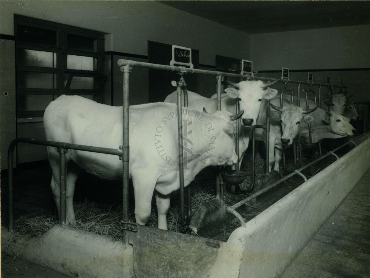 Stalla per vitelle dell'Istituto Superiore di Sanità
