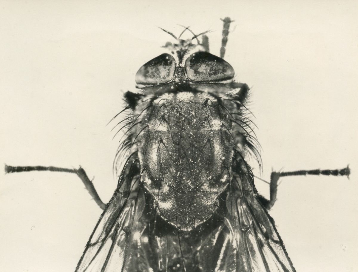 Mosca domestica