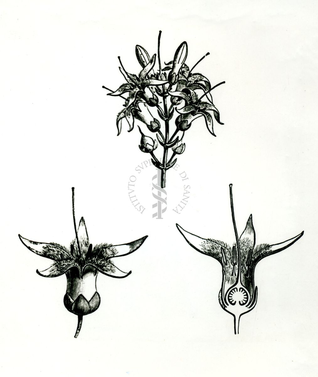 Disegni di fiore di Curaro - Strychnos Castelnoei