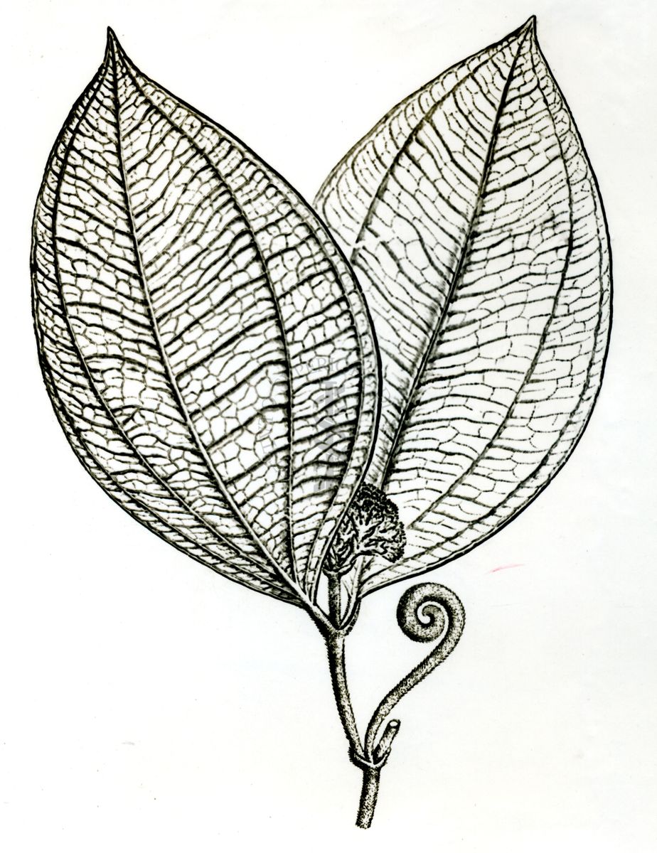 Disegno di foglie di pianta di Curaro - Strychnos Castelnoei