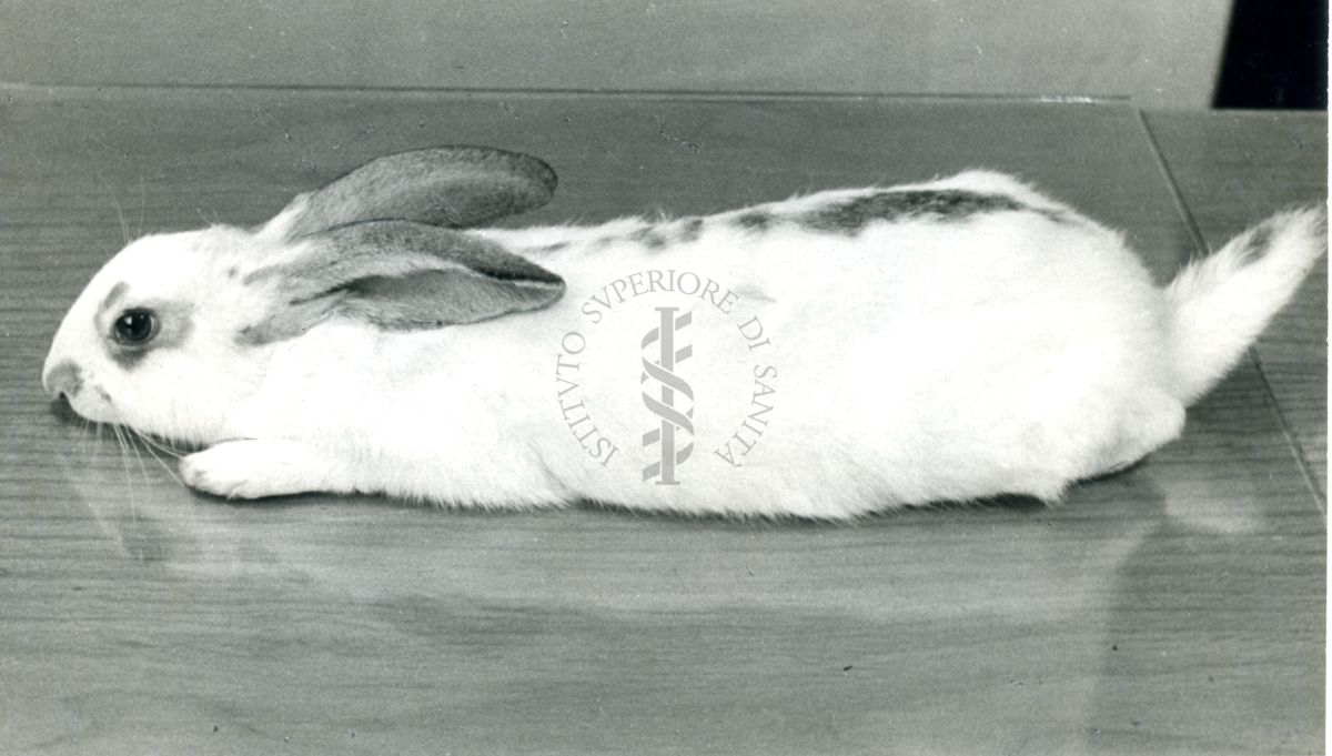 Curari - "Head-Drop" reazione nel coniglio. Flaxedil 0,5 mg/Kg (C).
Coniglio disteso