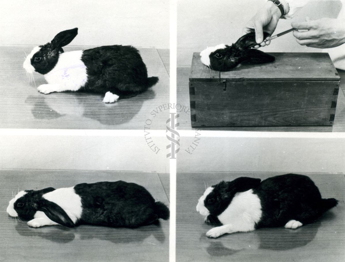Curari - Flaxedil - reazione nel coniglio 0,45 mg/Kg.
Fotomontaggio delle 4 immagini precedenti del coniglio