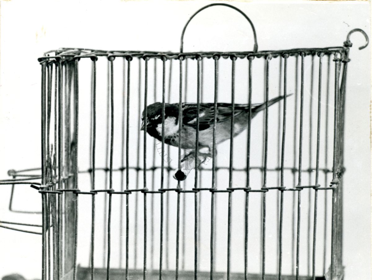 Curari - attività negli uccelli (passero). Tubocurarina 0,5 mg/Kg (F).
Passerotto in una piccola gabbia