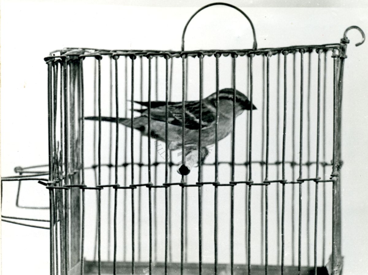 Curari - attività negli uccelli (passero). Flaxedil 2 mg/Kg (F).
Passerotto in una piccola gabbia