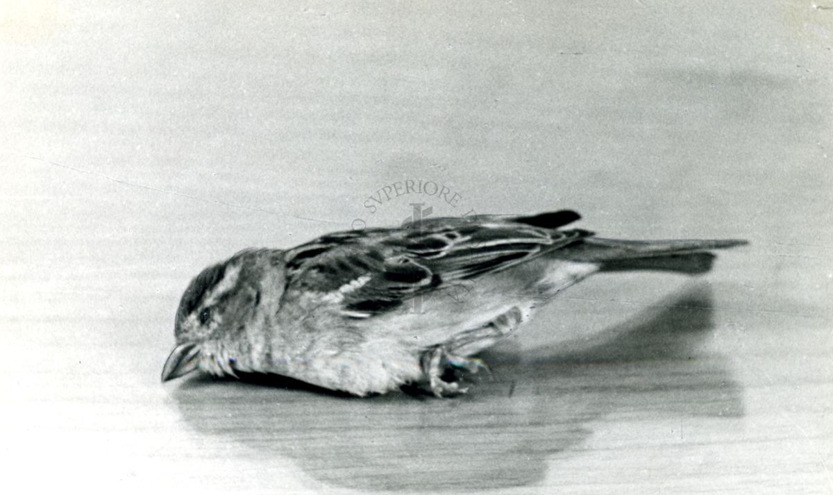 Curari - attività negli uccelli (passero). 302 I.S. - 200 mg/Kg (D).
Passerotto disteso