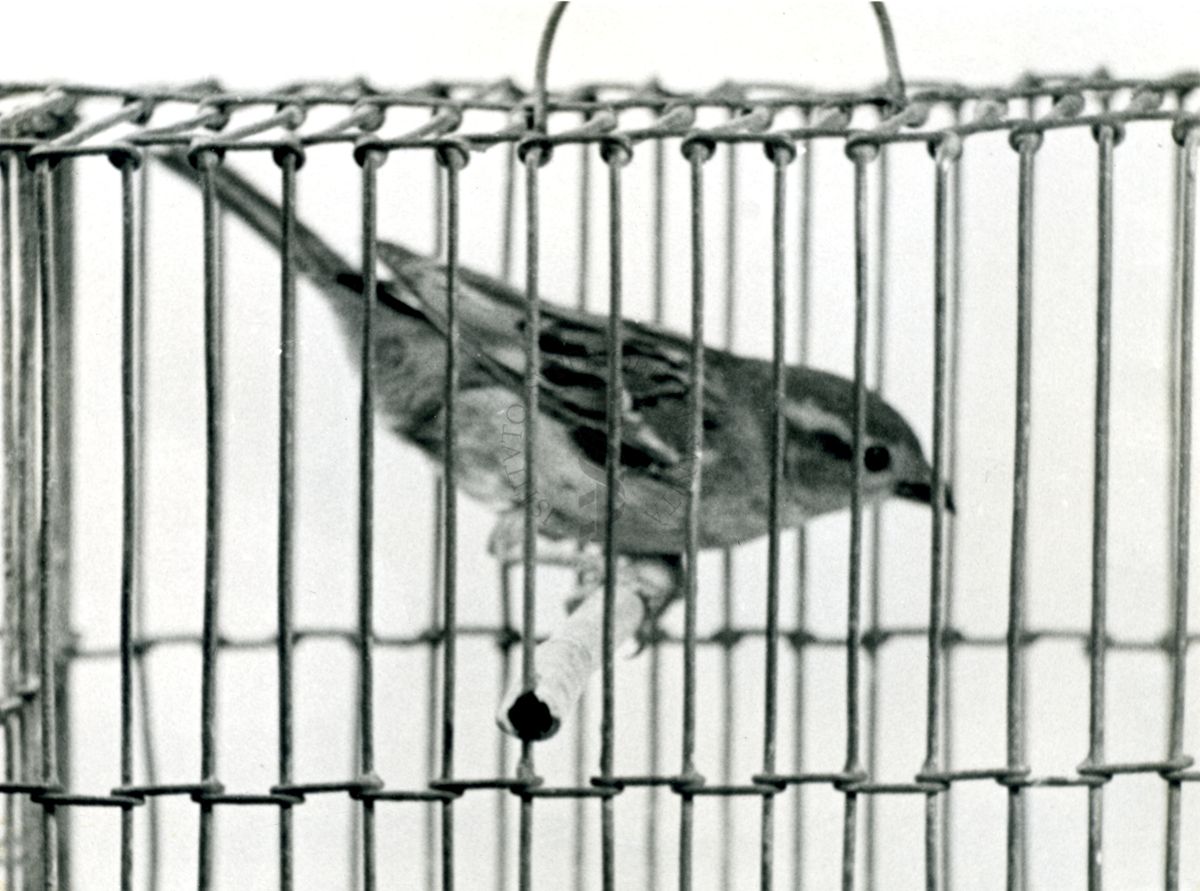 Curari - attività negli uccelli (passero). 302 I.S. - 200 mg/Kg (F).
Passerotto in una piccola gabbia