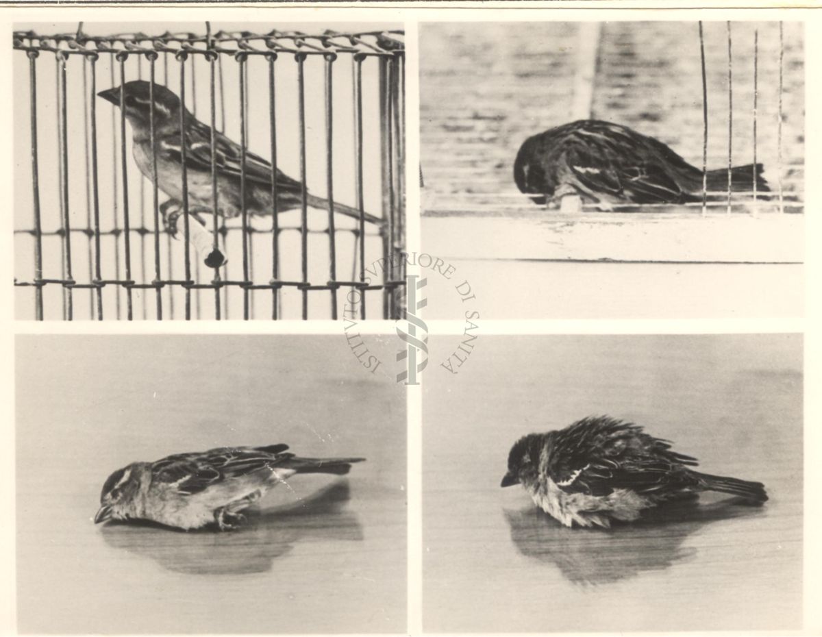 Curari - attività negli uccelli (passero). 302 I.S. - 200 mg/Kg (F).
Fotomontaggio