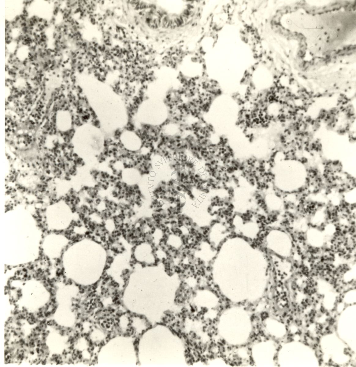 Stimolazione dei macrofagi del polmone durante la reazione di allarme del ratto