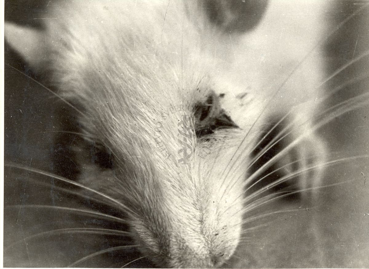 Immagine di ratto trattato cronicamente con Bromuro di Sodio