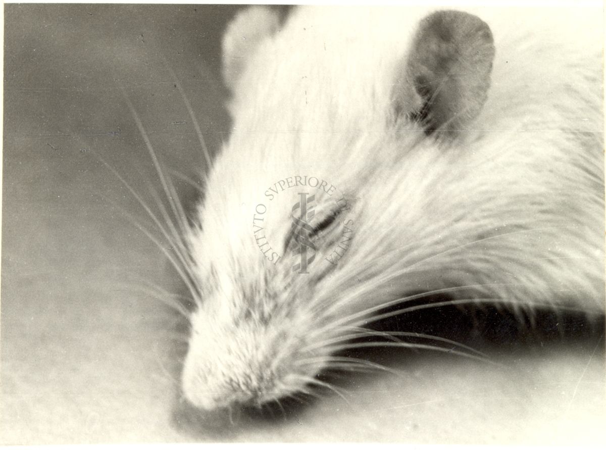 Immagine di ratto trattato cronicamente con Bromuro di Sodio
