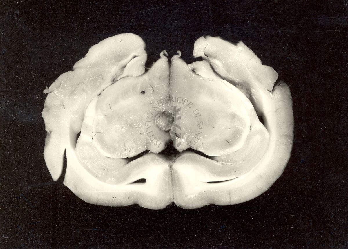 Lesioni delle strutture profonde del cervello del coniglio