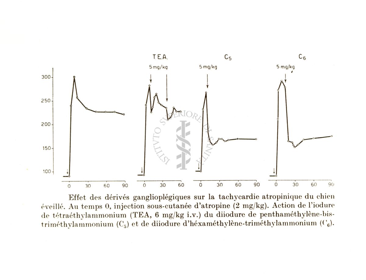 Ganglioplegici di sintesi - azione sulla tachicardia atropinica nel cane (Lauener e Bovet 1952)