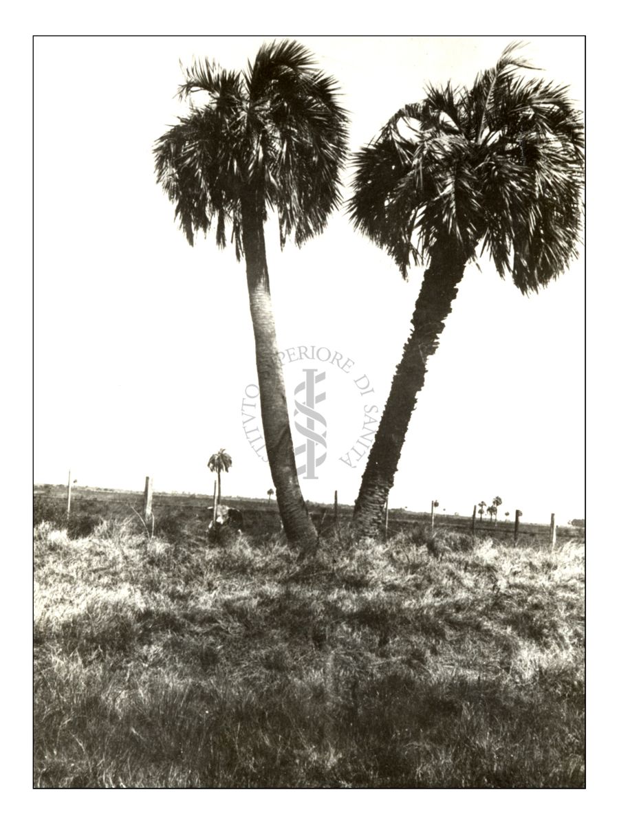 Palma Butia (Butia capitata) dell'Uruguay