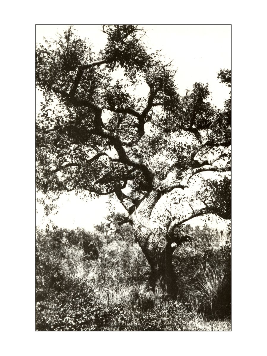 Ceibo (Erythrina cristagallo) dell'Uruguay