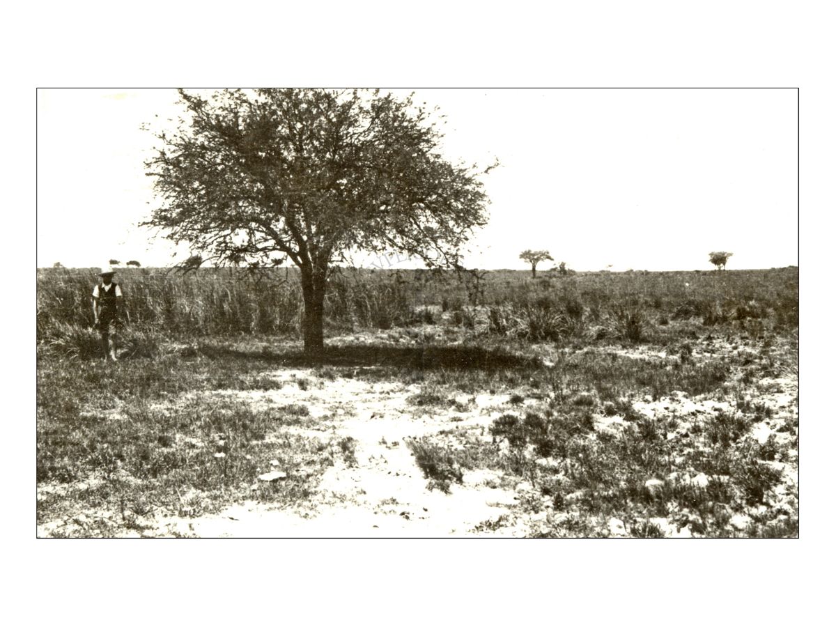 Algarrobo: (Prosopis algarobilla)