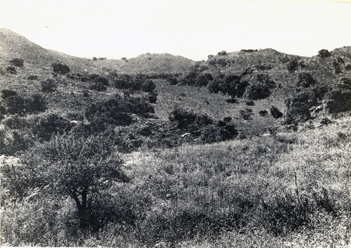 Fagara coco e Acacia  sp. (Sierra de Cordoba)