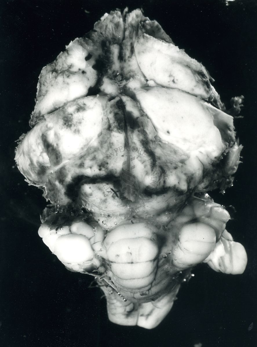 Cervello di coniglio dopo ablazione della corteccia