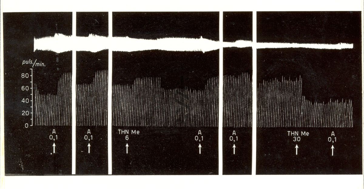 Azione dei derivati della T H N sull'orecchietta isolata di coniglio