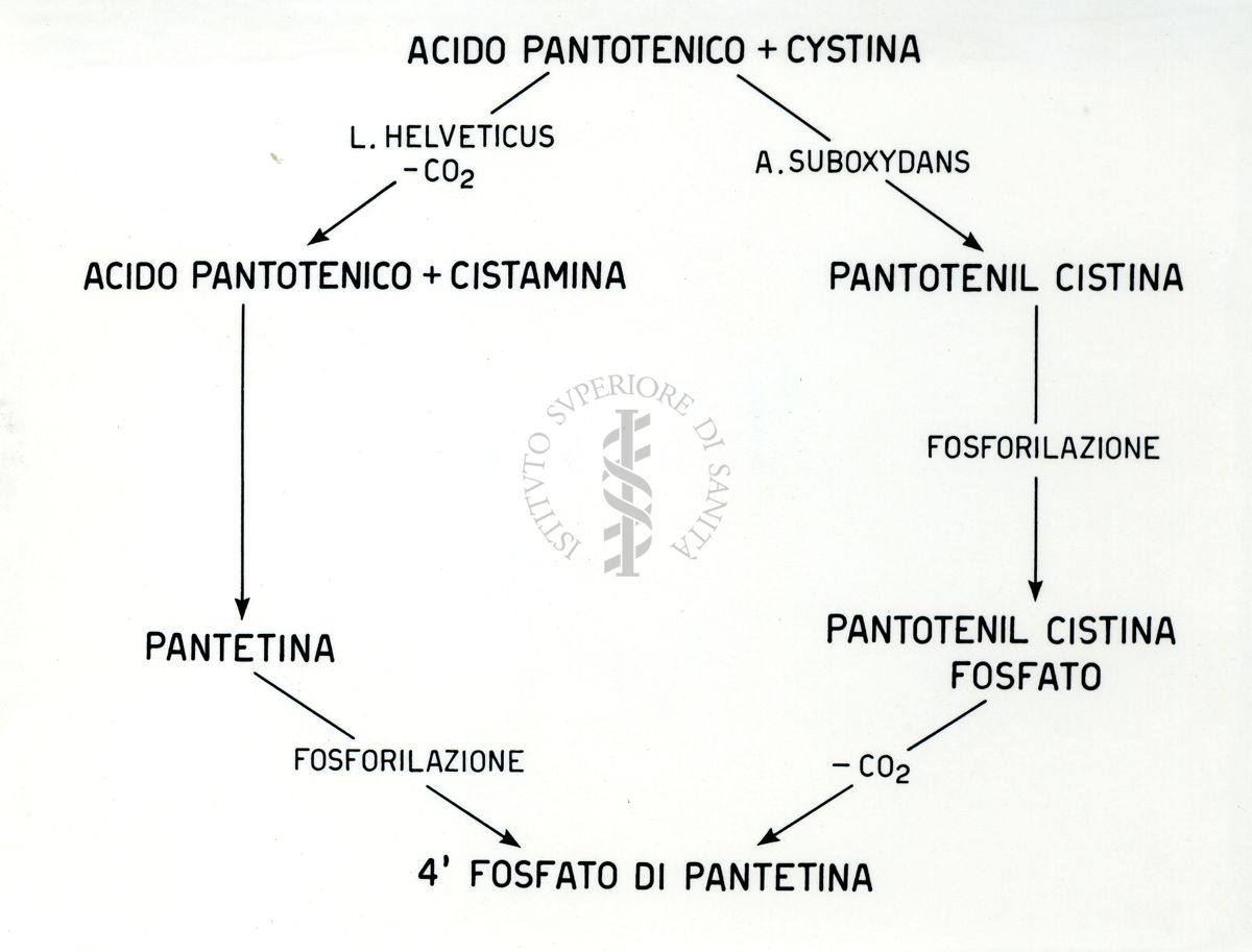 Chimica dell'acido Pantotenico