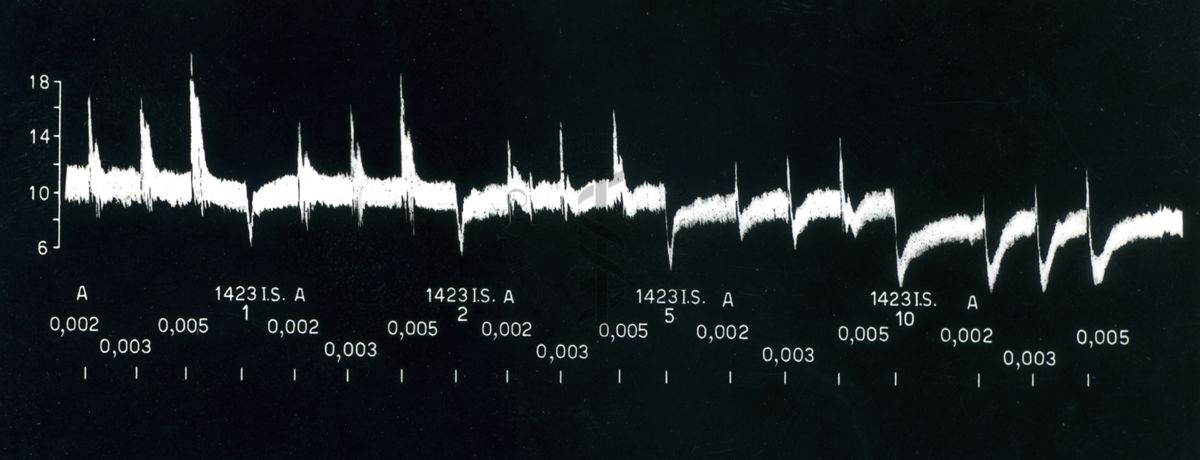 Registrazione grafica dell'azione del 1423 I.S. sulla pressione arteriosa del cane cloralosato