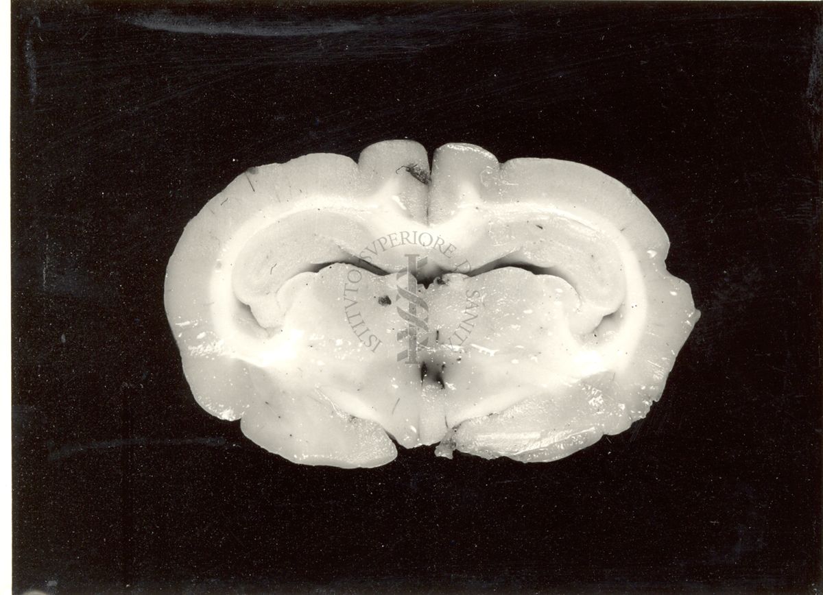 Localizzazione di lesioni endo-cerebrali in cervelli di coniglio