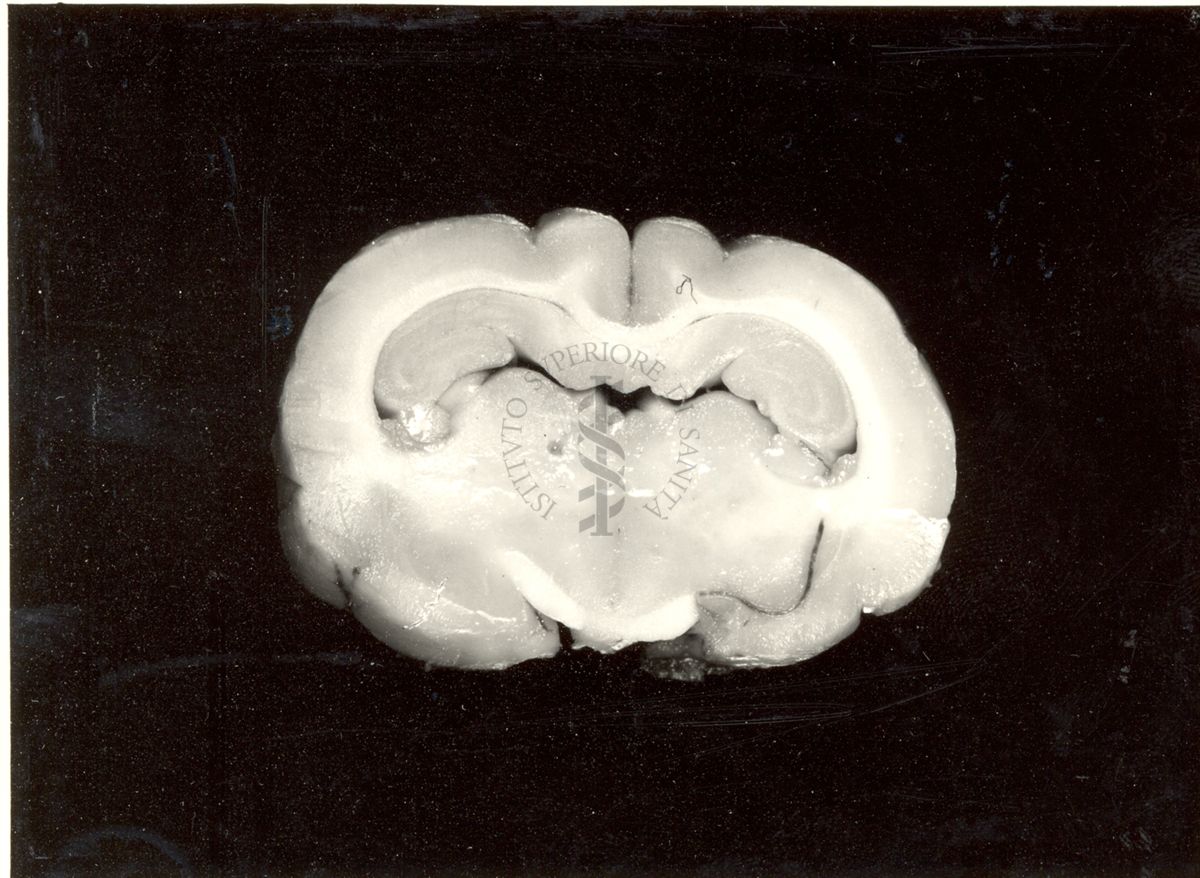 Localizzazione di lesioni endo-cerebrali in cervelli di coniglio