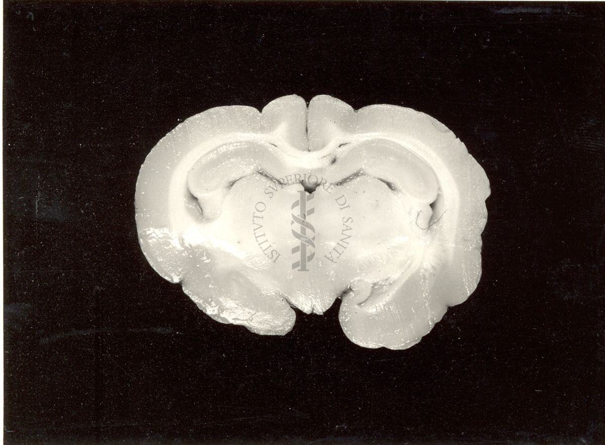 Localizzazione di lesioni endo-cerebrali in cervelli di coniglio