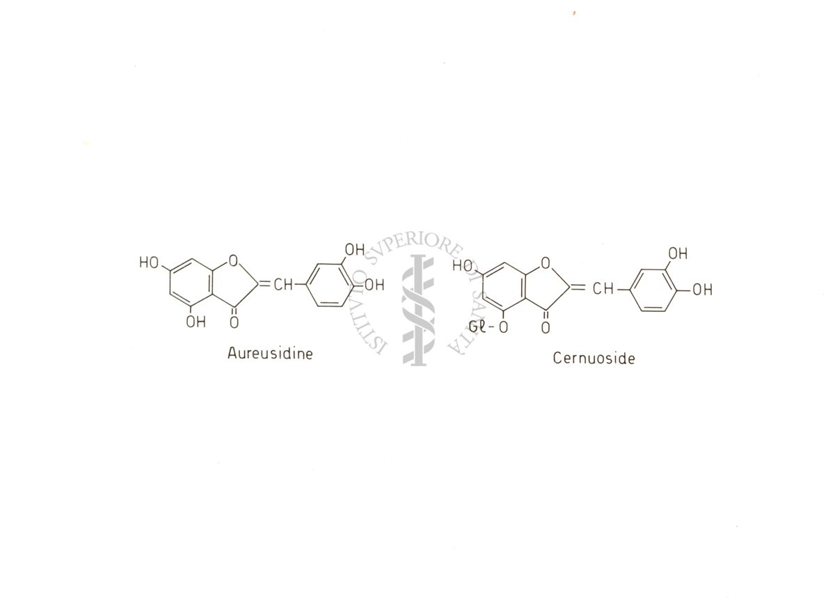 Diagrammi riguardanti la Costituzione del Cernuoside