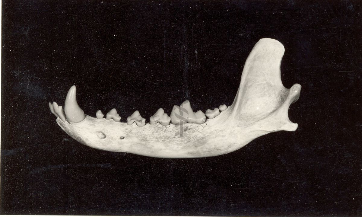 Mascella destra inferiore di un cane