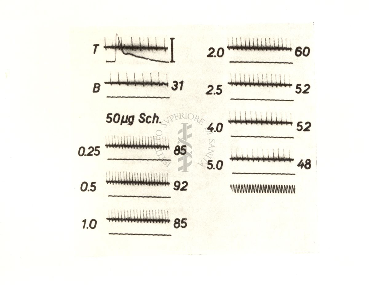 Curaro: succinilcolina - azione sulle spindles muscolaris (da R. Granit e coll. Acta Physiol Scanddin. 28 - 134 (1953)