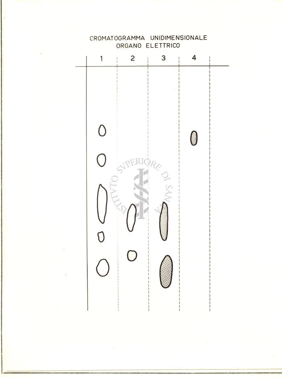 Cromatogramma unidimensionale organo elettrico