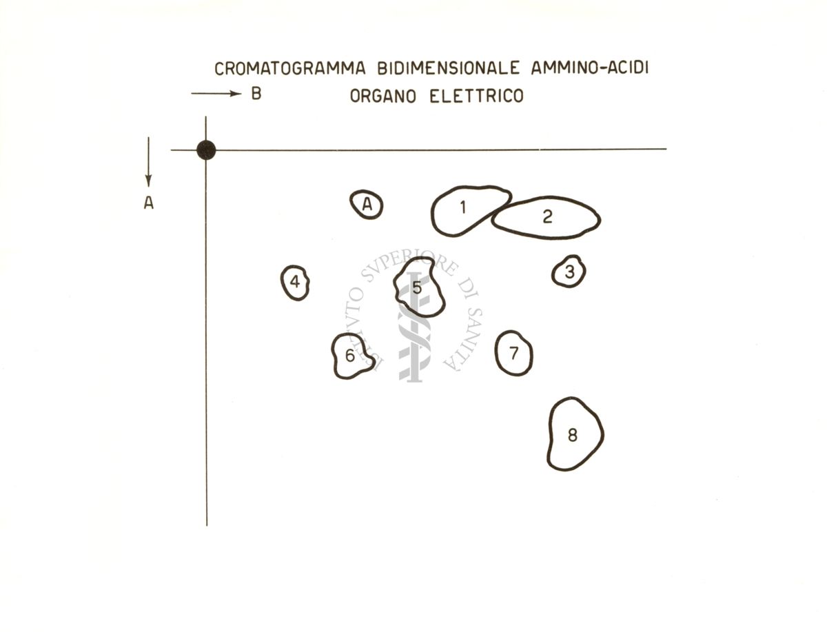 Cromatogramma bidimensionale Ammino - Acidi Organo Elettrico