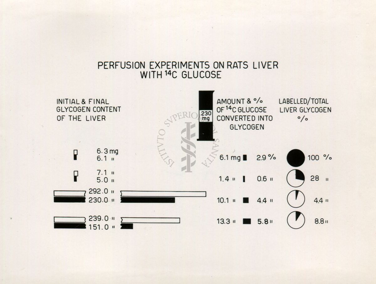 Perfusione del fegato di ratto con 14C di glucosio