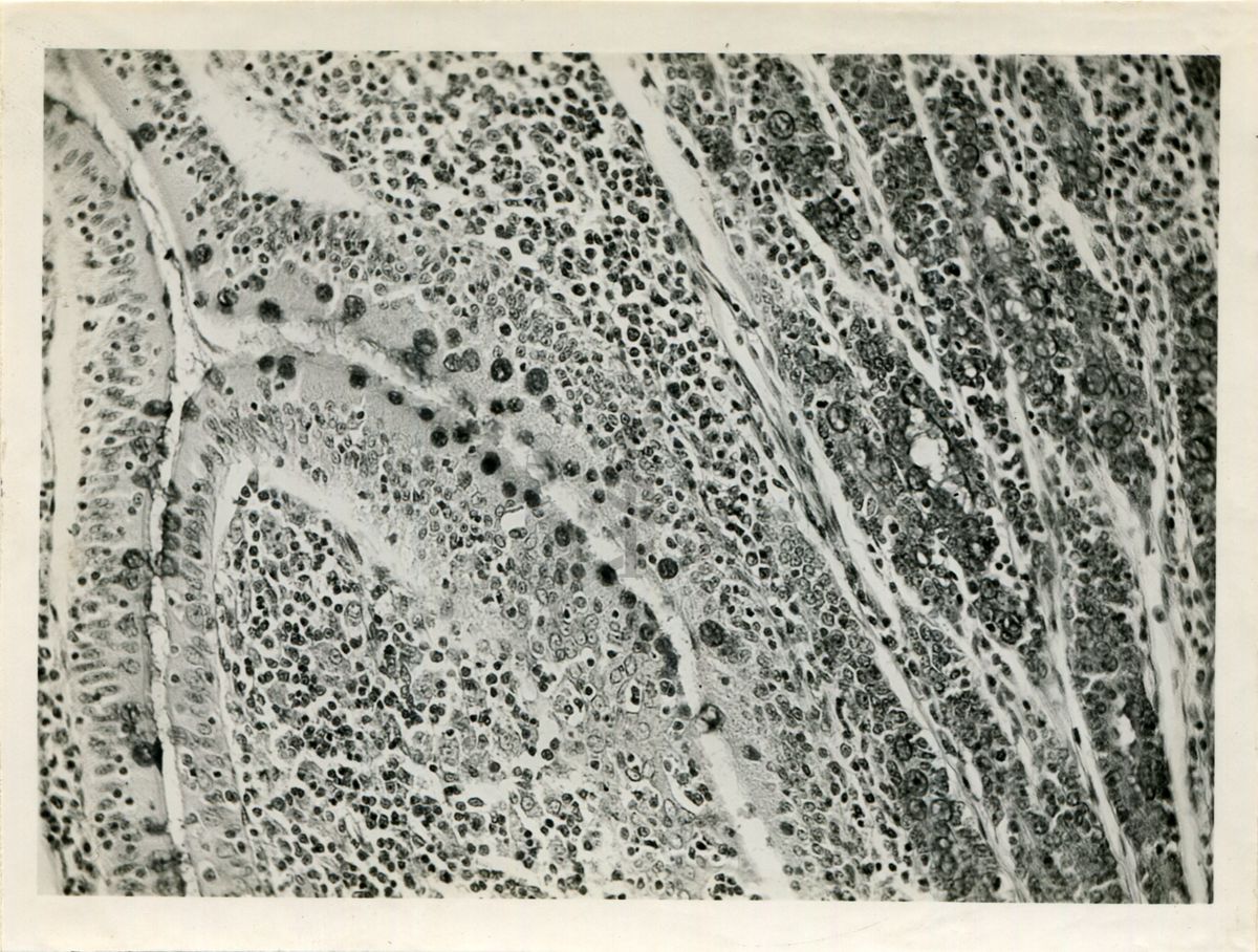 Presenza di glicogeno negli intestini di coniglio