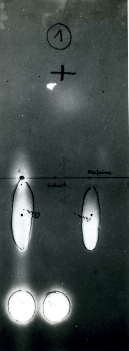 Elettroforesi estratti di alcaloidi