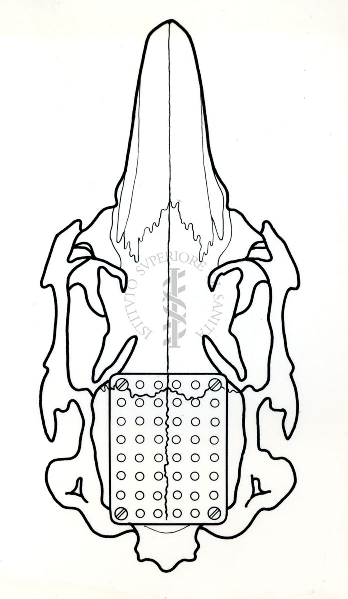 Schema di un cranio di coniglio