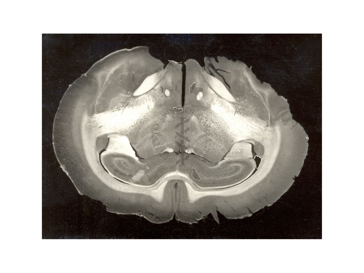 Tagli di cervello di coniglio