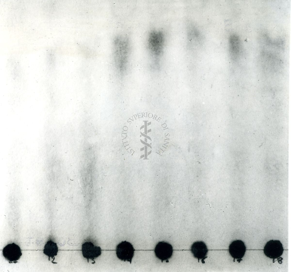 Cromatografia dell'azione emimatica del veleno di cabro sulla leticina dell'uovo